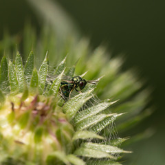 Pteromalus
