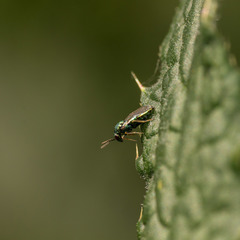 Pteromalus