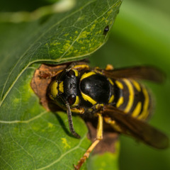 Vespula austriaca