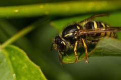 Vespula austriaca