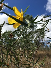 Hibiscus divaricatus