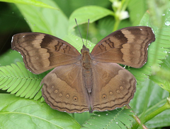 Junonia iphita iphita