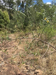 Hibiscus divaricatus