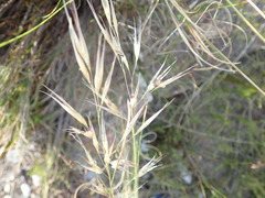 Pentameris macrocalycina