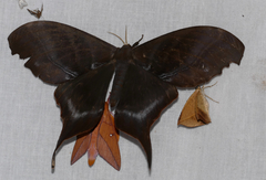 Paradaemonia platydesmia