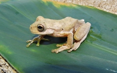 Ptychohyla hypomykter