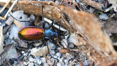 Carabus hispanus