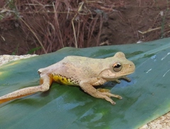 Ptychohyla hypomykter