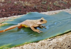 Ptychohyla hypomykter