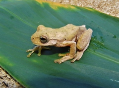 Ptychohyla hypomykter