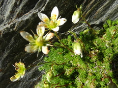 Saxifraga bryoides