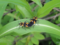 Oncopeltus spectabilis