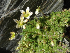 Saxifraga bryoides