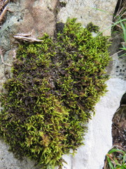 Racomitrium fasciculare