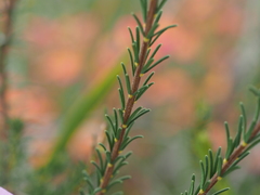 Gompholobium scabrum