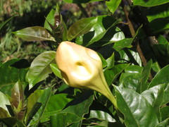 Solandra