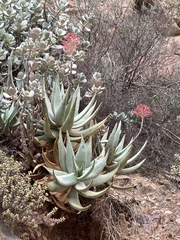 Aloe comptonii