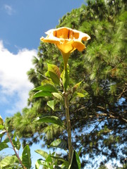 Solandra