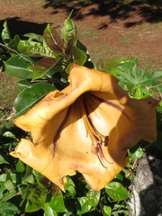Solandra