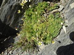 Saxifraga bryoides