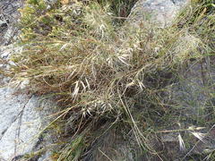 Pentameris macrocalycina