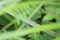 Syricoris lacunana
