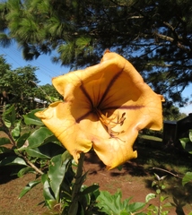 Solandra