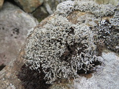 Stereocaulon vesuvianum