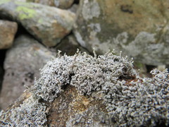 Stereocaulon vesuvianum