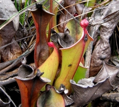 Heliamphora nutans