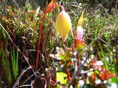 Heliamphora nutans