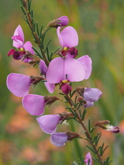 Gompholobium scabrum