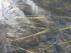 Sparganium angustifolium