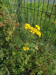 Tanacetum vulgare