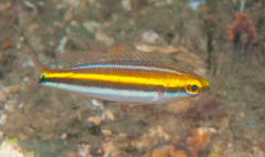 Pentapodus paradiseus