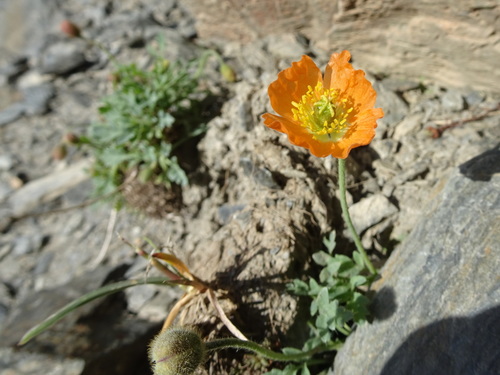 Papaver alpinum L.