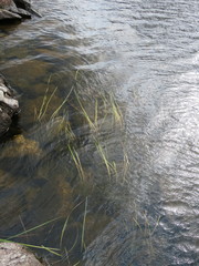Sparganium angustifolium