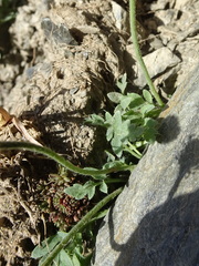 Papaver lapeyrousianum