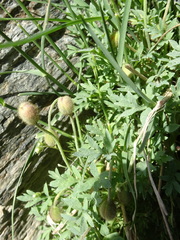 Papaver lapeyrousianum