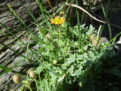 Papaver lapeyrousianum