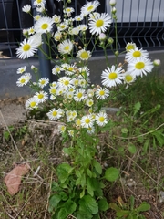 Erigeron annuus