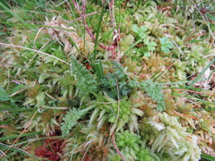 Pedicularis sylvatica