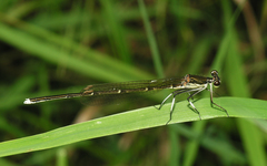 Pseudocopera rubripes