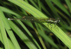 Pseudocopera rubripes