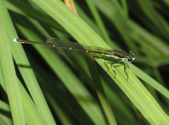 Pseudocopera rubripes