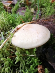 Leucocortinarius bulbiger