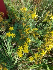 Hypericum perforatum