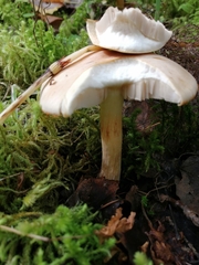 Leucocortinarius bulbiger