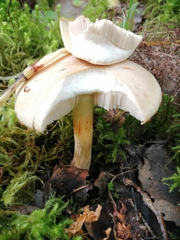 Leucocortinarius bulbiger