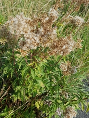 Eupatorium cannabinum
